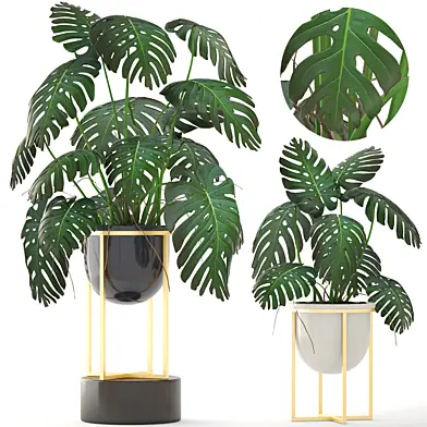 Monstera 8. Монстера, горшок, вазон luxury, золото, куст, интерьерный, декоративный