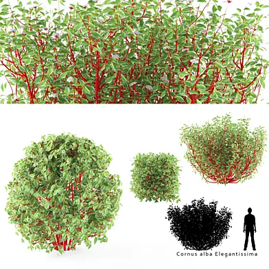 Дерен белый куст | Cornus alba Elegantissima