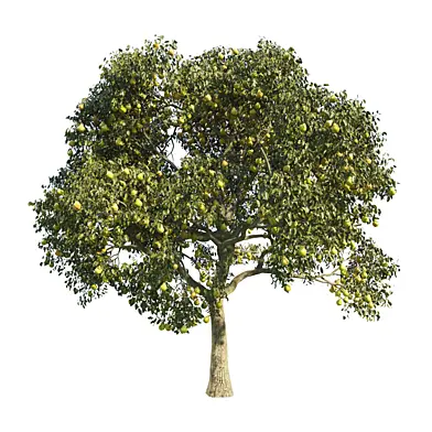 pear tree 1