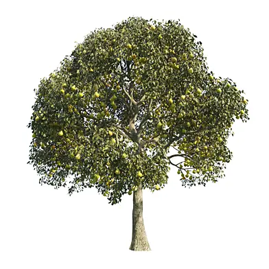 Pear Tree 2