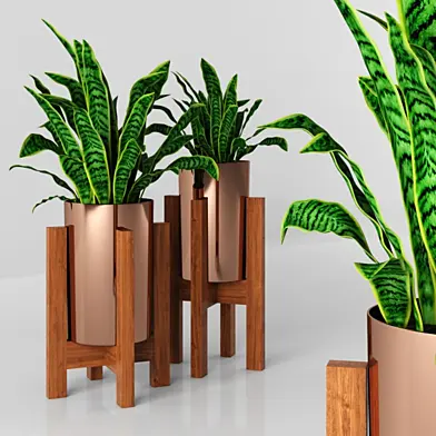 Plants tree 31