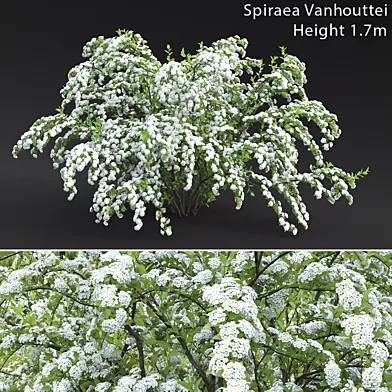 Spiraea Vanhouttei