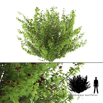 Пузыреплодник калинолистный куст | Physocarpus opulifolius