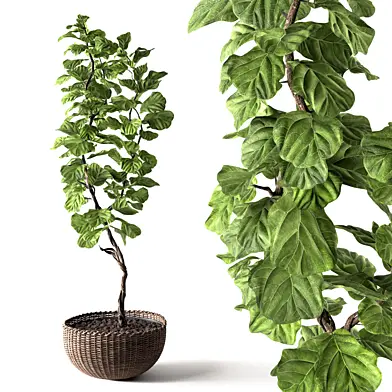 Ficus Lyrata
