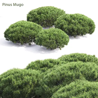 Pinus Mugo