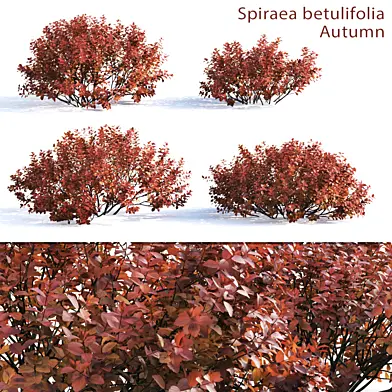 Spirea betulifolia (Autumn)