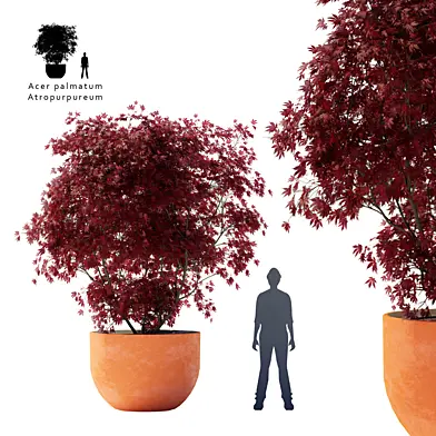 Клён пальмолистный | Acer palmatum Atropurpureum