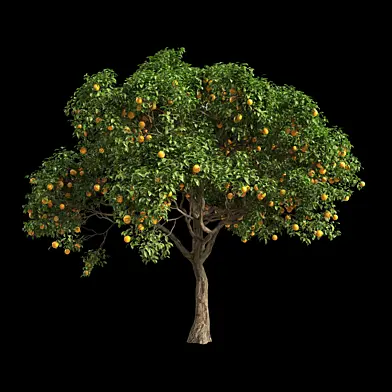 Orange Tree 6