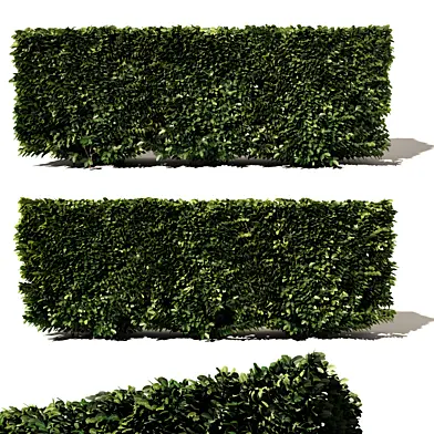 Buxus Microphylla - 3 Modular Pieces