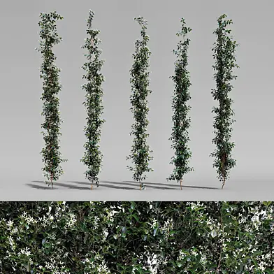 Creeper - Choisya Ternata - 5 Modular Pieces