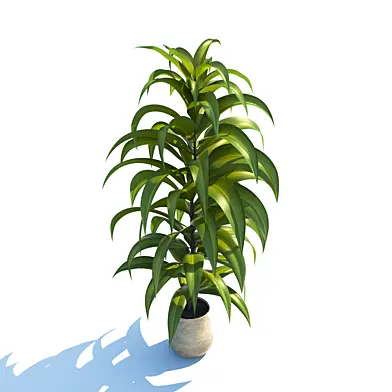 plant 01