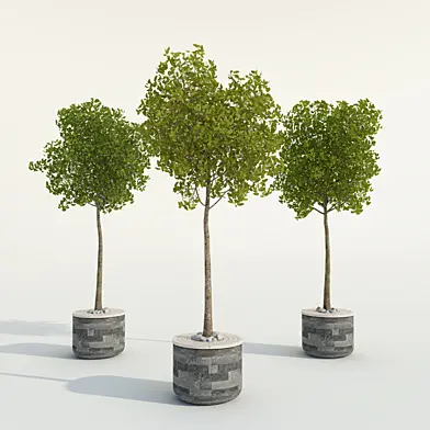 Outdor trees set one