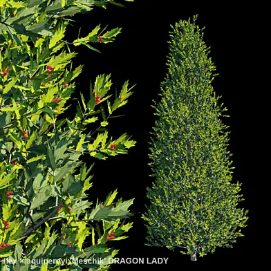 Ilex × aquipernyi 'Meschik' DRAGON LADY