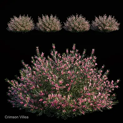 Crimson Villea