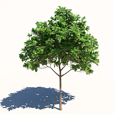 Tree 05