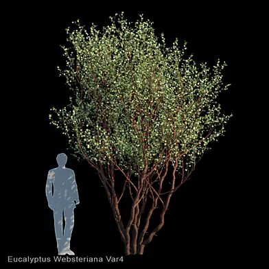 Eucalyptus Websteriana Var4