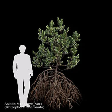 Rhizophora mucronata Var4