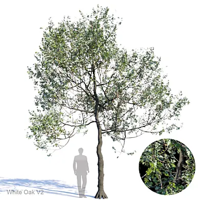 White Oak Var2