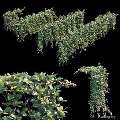 Trailing ivy 2