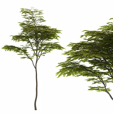 Tree 45A