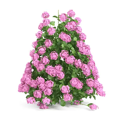 Plants Hydrangea set 09