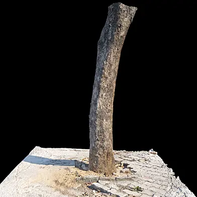 Pterocarpus Macrocarpus trunk scan