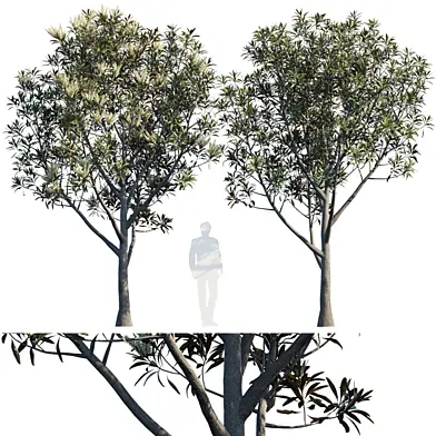 Grevillea Baileyana | Brown Silky Oak