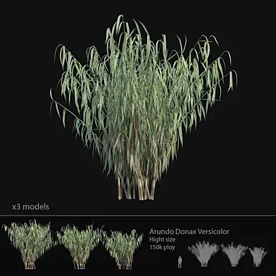 Arundo Donax Versicolor cane - Hight size