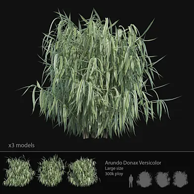 Arundo Donax Versicolor cane - Large size