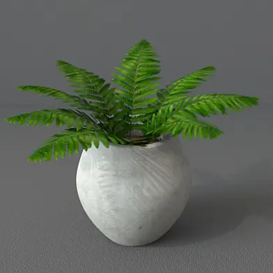 Fern