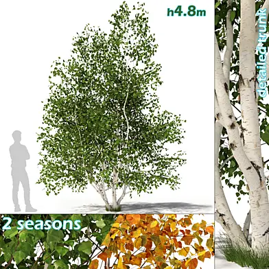 Betula pendula multi stem V02