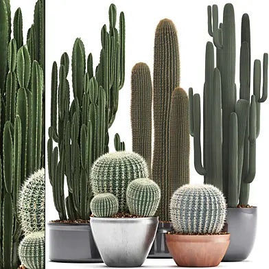 Коллекция кактусов 300. Эхинокактус, круглый кактус, цереус, Barrel cactus, комнатный кактус, растения пустыни