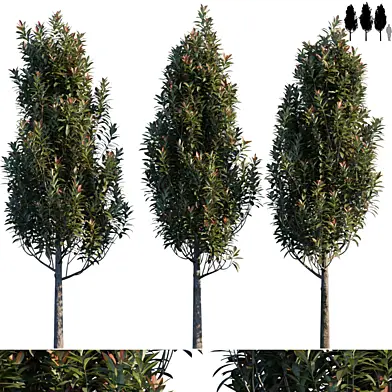 Common garden tree #1