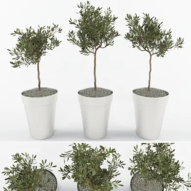 Olive Tree