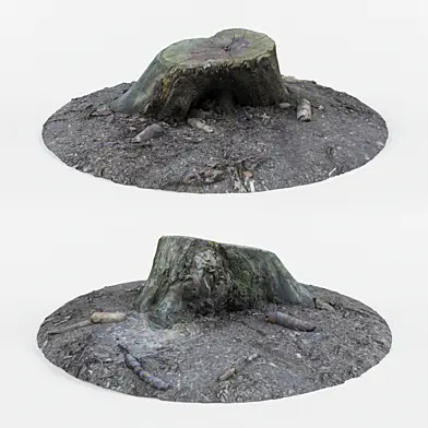 Forest Stump 001