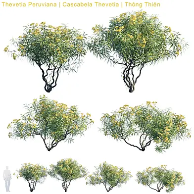 Thevetia Peruviana | Cascabela Thevetia
