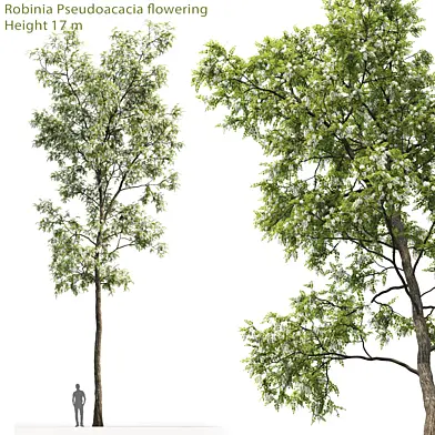 Белая акация | Robinia Pseudoacacia #4 (17m)