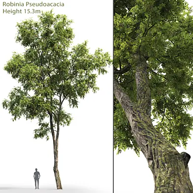 Robinia Pseudoacacia
