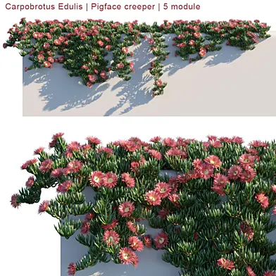 Carpobrotus Edulis | Pigface | 5 module