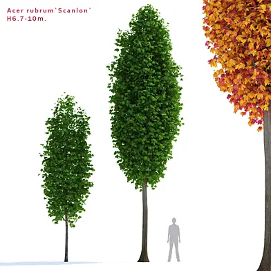 Клен красный Сканлон дерево | Acer rubrum Scanlon