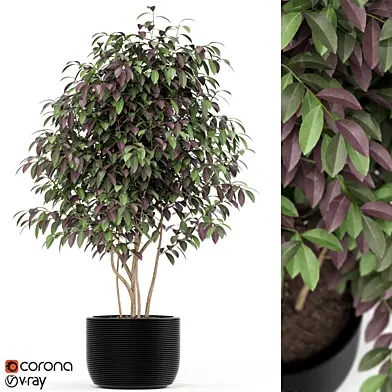 Plants collection 162