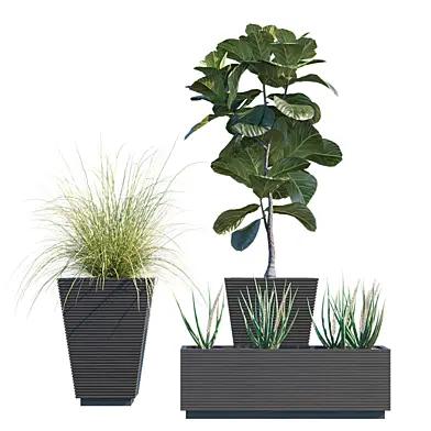 Plant in pots #22 : Hallway