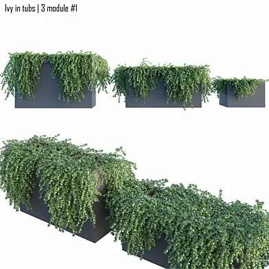 Ivy in tubs | 3 module #1