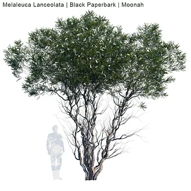 Melaleuca Lanceolata | Black Paperbark | Moonah #1