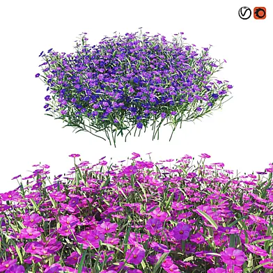 Phlox subulata Zwergenteppich (Флокс шиловидный)