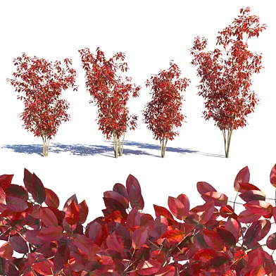 Amelanchier red