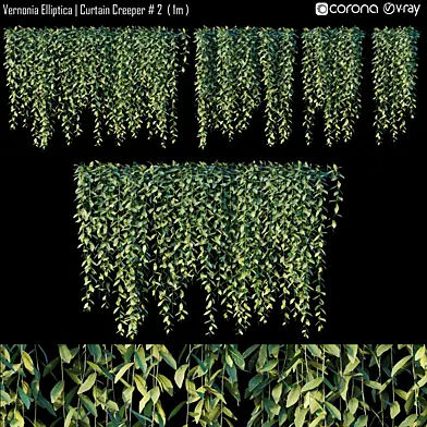 Vernonia Elliptica | Curtain Creeper #2 (1m)