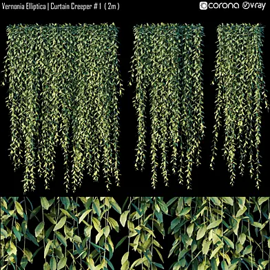 Vernonia Elliptica | Curtain Creeper #1 (2m)
