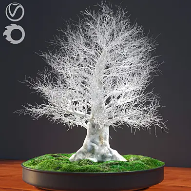 JC Winter Bonsai