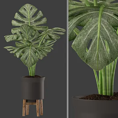 Plants 159